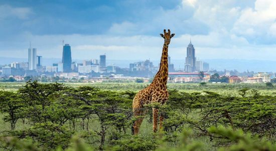 Giraffe with a city skyline behind